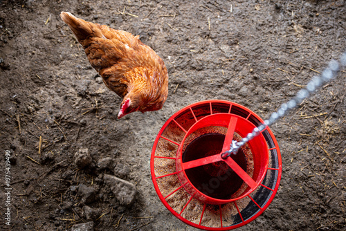 Bild auf Leinwand Top view of brown hen near feeder in coop, free-range non-cage poultry farming, domestic chicken in rural farm environment