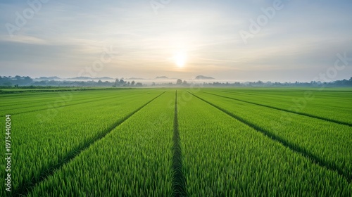 Peaceful rice farming field with vivid green crops under a cloudless sky, perfect symmetry stretching toward a misty horizon