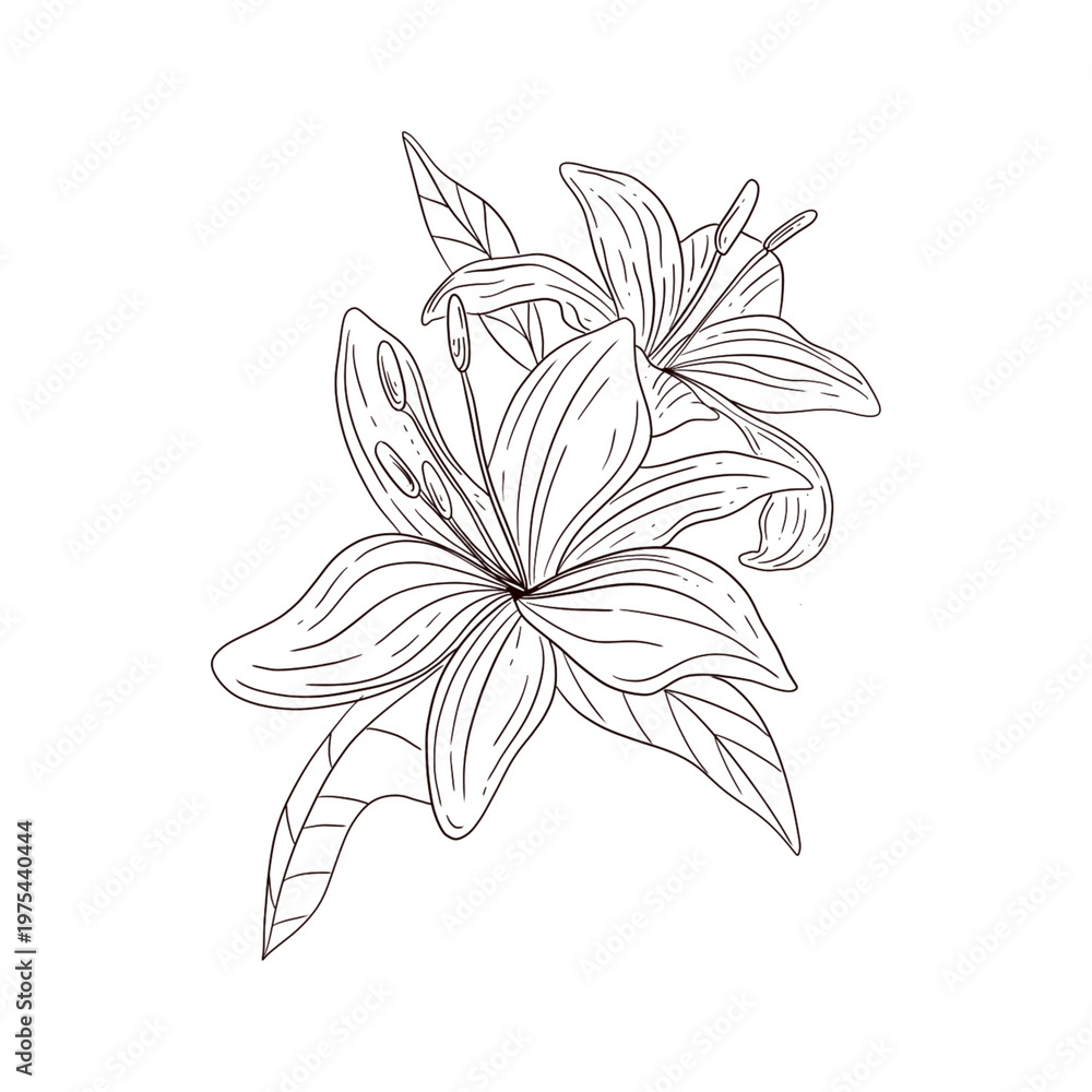 Fototapeta premium FLOWER ILLUSTARTION ISOLATED