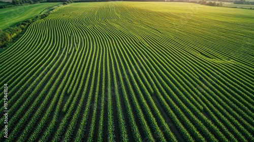 Aerial panorama of young corn fields showing repetitive green pattern across large farmland, alternating rows and clear signs of irrigation channels