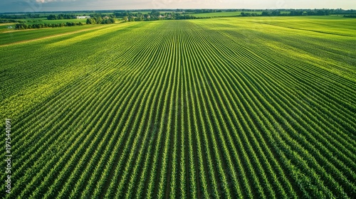 Aerial panorama of young corn fields showing repetitive green pattern across large farmland, alternating rows and clear signs of irrigation channels