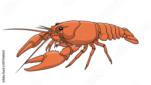 Detailed color illustration of a large red lobster or crayfish positioned sideways against a clean white background.