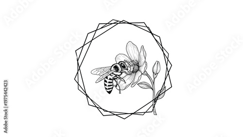Intricate drawing of a honey bee gathering nectar from a flower inside a modern geometric frame, perfect for nature-themed art designs.