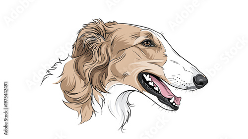 Detailed head profile illustration of a Borzoi dog with long silky fur, capturing the elegant and sleek features of the Russian sighthound.