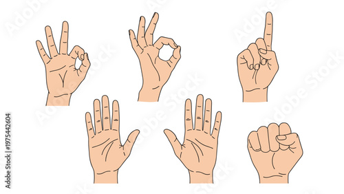 Various human hand gestures set showing symbols like OK sign, pointing finger, open palm, and a clenched fist on a white background.