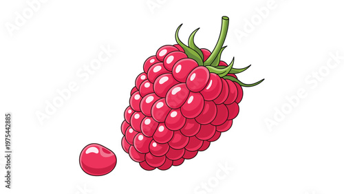 Realistic illustration of a single large pink raspberry with its green stem and a small berry segment isolated on a white background.