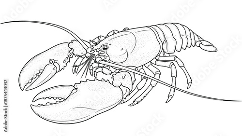 Detailed black and white line art drawing of a lobster, showcasing its large claws, long antennae, and segmented protective shell.