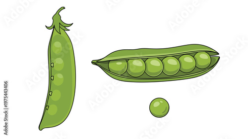 Fresh green pea pods and individual peas shown in a clean illustrative style, representing healthy organic vegetables and diet.