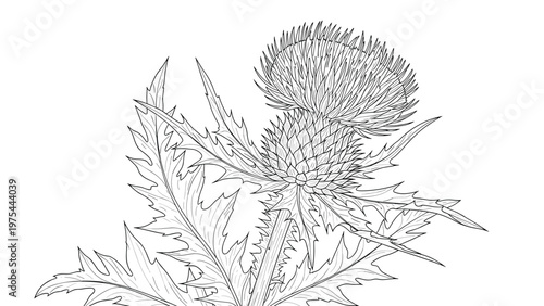 Intricate black and white line art of a thistle plant, highlighting its sharp leaves and unique spiked flower head.