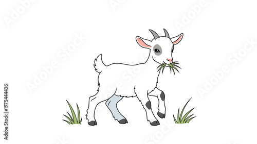 Small white baby goat with grey patches is shown standing on a patch of grass while munching on a few blades of fresh green forage.