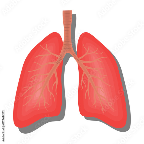 Human Lungs Anatomy Illustration Showing Bronchial Tubes and Respiratory System on White Background.