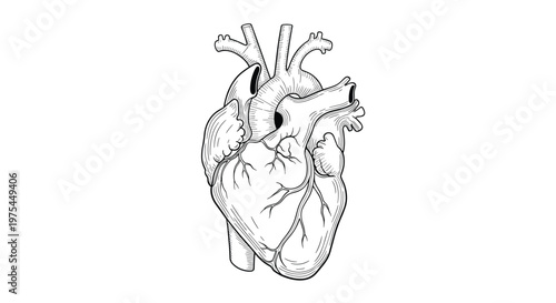 Realistic hand drawn sketch of a human heart showing major arteries and veins isolated on a plain white background for medical study.