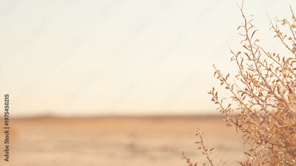 Fototapeta premium Desert Landscape with Subtle Plant Life
