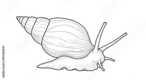 Intricate black and white engraving style drawing of a snail with a spiral shell and long antennae crawling slowly on a flat surface.