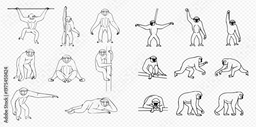 Gibbon monkey line art set, cute animal character in various poses, vector illustration for design.