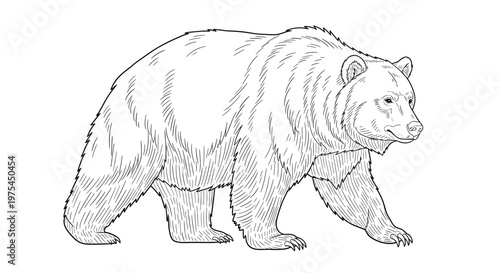 Detailed line drawing of a large bear walking forward showing the texture of its thick fur and powerful build in a natural pose.
