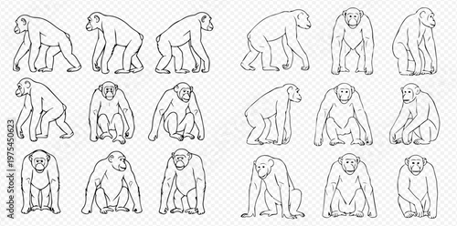 Set of chimpanzee line art illustrations in various poses, showcasing different movements and postures of the primate.