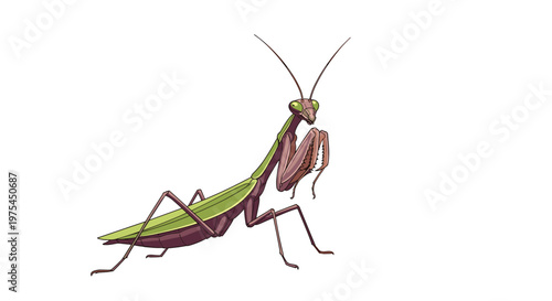 Realistic illustration of a green praying mantis in a characteristic pose showing its long slender body and specialized front legs.