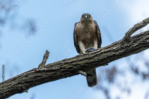 Male Eurasian sparrowhawk (Accipiter nisus) perched on a thick tree branch with its prey, looking directly at the camera.