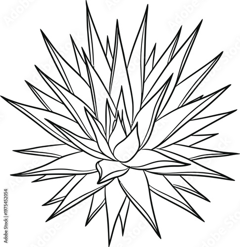 Detailed line drawing of a spiky agave plant viewed from above