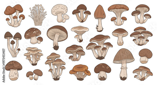 Large collection of diverse edible and wild mushroom varieties is shown in a scientific illustration style with earth tones.