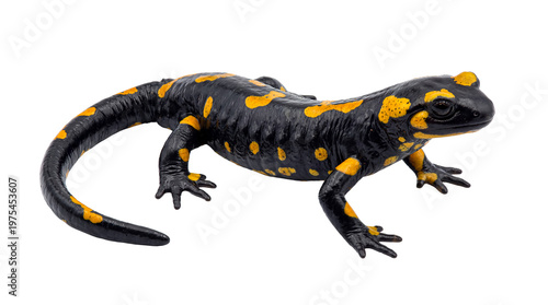 Obraz na plátně Majestic fire salamander (Salamandra salamandra) in a slightly angled full-body shot
