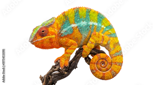 Obraz Gorgeous colorful panther chameleon with coiled tail, showcasing its impressive camouflage on a branch.