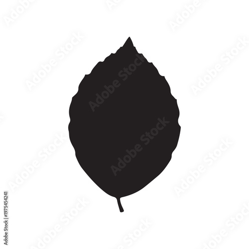 Beech leaf black silhouette vector illustration on white background