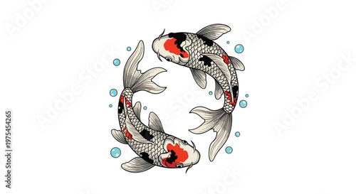 Two beautiful koi fish, one black and one red, swimming in a circle representing harmony and balance on a white background.