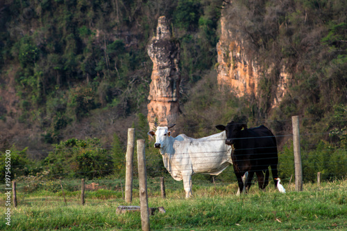 Wallpaper Mural Rock formation known as Finger of God in Ocauçu, countryside of Sao Paulo, seen in a rural setting with cattle in the foreground.  Torontodigital.ca
