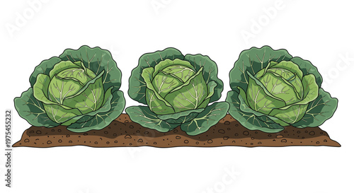 Detailed illustration of three large green cabbages growing in a row of dark brown soil on a clean white background for gardening themes.