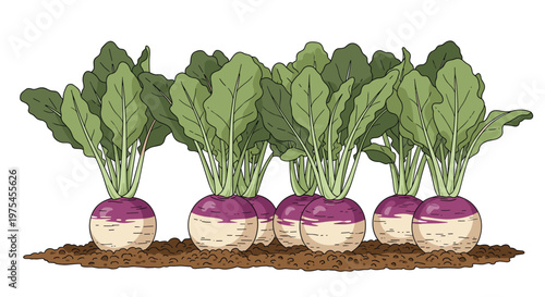 Garden row of purple and white turnips with green leaves growing in brown soil for agricultural themed designs.
