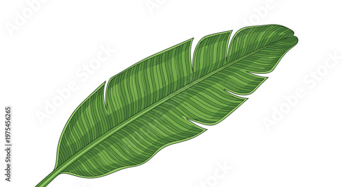 Vibrant green banana leaf featuring intricate textured vein details in a realistic illustration style perfect for tropical themes.