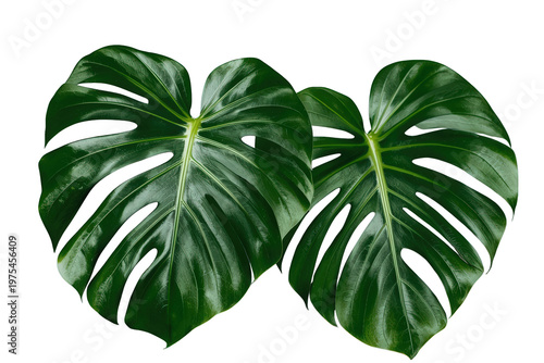 Two fresh green monstera deliciosa leaves with an exotic design on a transparent background, perfect for tropical themes