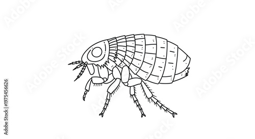 Scientific style line art illustration of a flea showing its segmented body and long jumping legs in great detail.