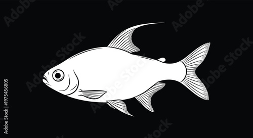 Detailed white line art drawing of a small tetra fish swimming against a solid black background for high contrast.