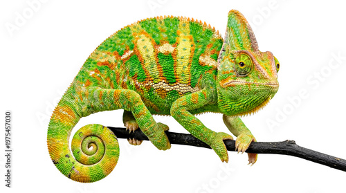 Beautiful photograph of a Veiled Chameleon showcasing its full body and curled tail.