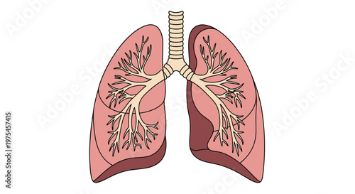 Anatomical illustration of human lungs and the bronchial tree showing the internal structure in soft pink and brown tones.