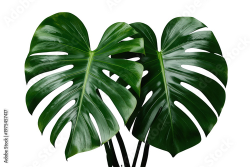 Monstera deliciosa tropical leaves with characteristic split-leaf fenestrations isolated on a transparent background
