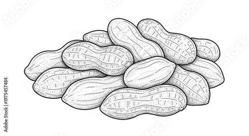 Large pile of organic peanuts in their shells hand drawn in a detailed vintage woodcut style isolated on a white background for culinary art.