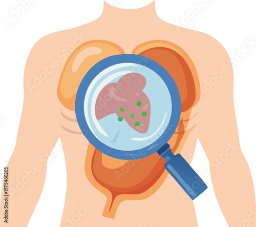 Magnifying glass inspecting a human liver and internal organs
