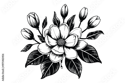 Black and white of a magnolia blossom with buds and leaves magnolia flower botanical floral