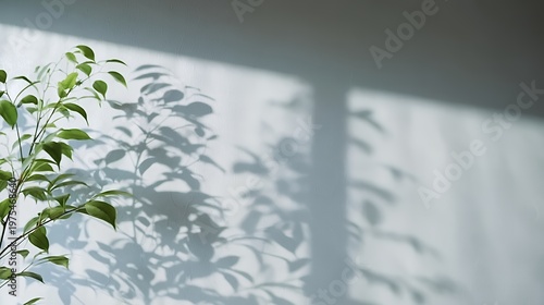 Green plant leaves and shadows on a white wall with no people