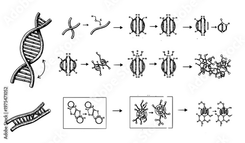 A detailed illustration of the process of DNA replication and protein synthesis including molecular structures and chemical reactions in a scientific vector graphic