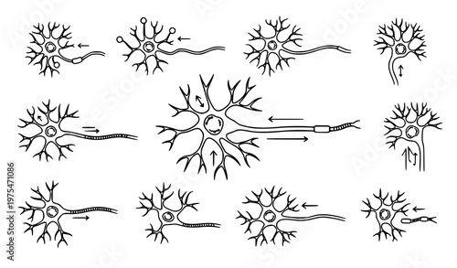 A detailed vector graphic illustration of various neuron cells and their structures in a minimalist line art style on a white background