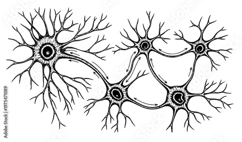 A detailed illustration of interconnected neurons with dendrites and axons on a white background representing the human nervous system