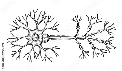 A detailed illustration of a neuron with dendrites and an axon on a white background in a vector graphic style.