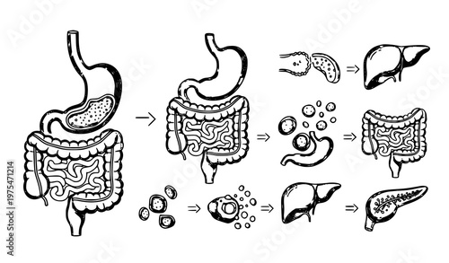 An illustration showing the digestive system with a focus on the liver and its role in digestion through a series of vector graphics