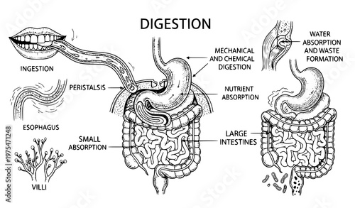 An educational vector graphic illustrating the human digestive system from ingestion to waste formation with labeled parts