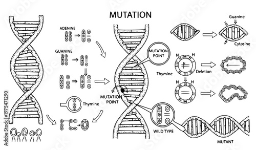 A detailed illustration of DNA mutation showing the process of genetic change and variation in a scientific vector graphic